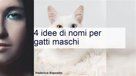 nomi per gatti maschi|nomi per gatti.